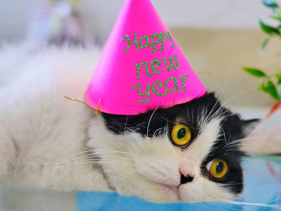 猫にゅーいやー